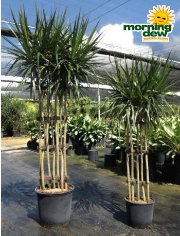 Dracaena Marginata 'flat Weave' - View 2 from www redcrocus com