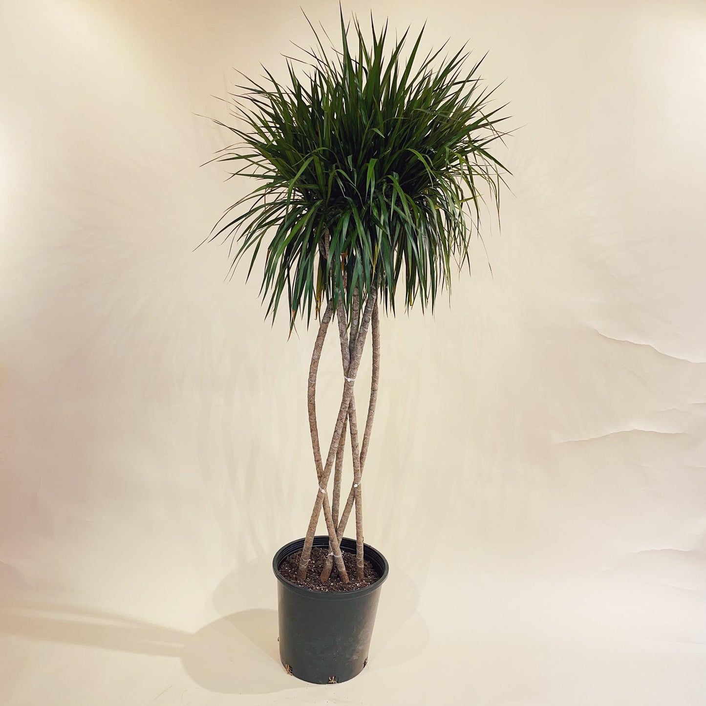 Dracaena Marginata 'flat Weave' - View 30 from www redcrocus com
