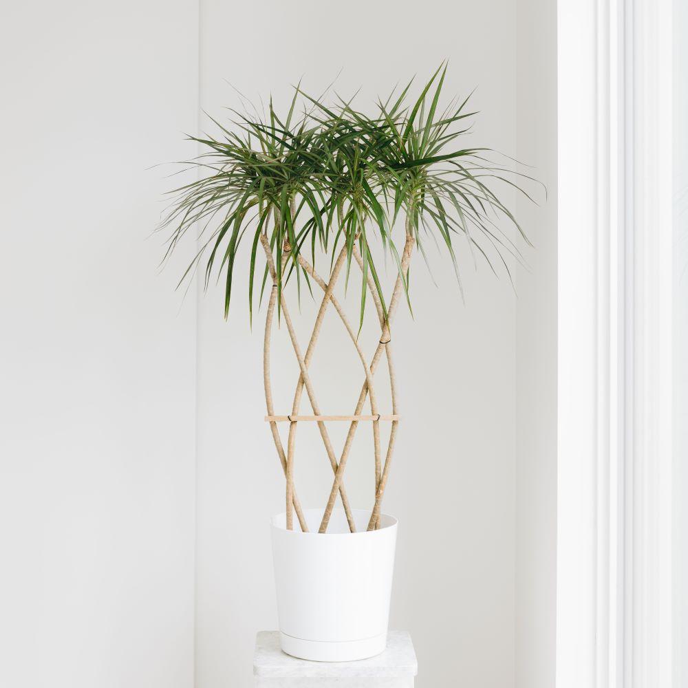Dracaena Marginata 'flat Weave' - View 5 from www redcrocus com