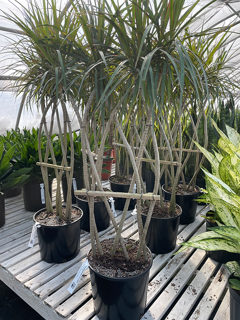Dracaena Marginata 'flat Weave' - View 8 from www redcrocus com