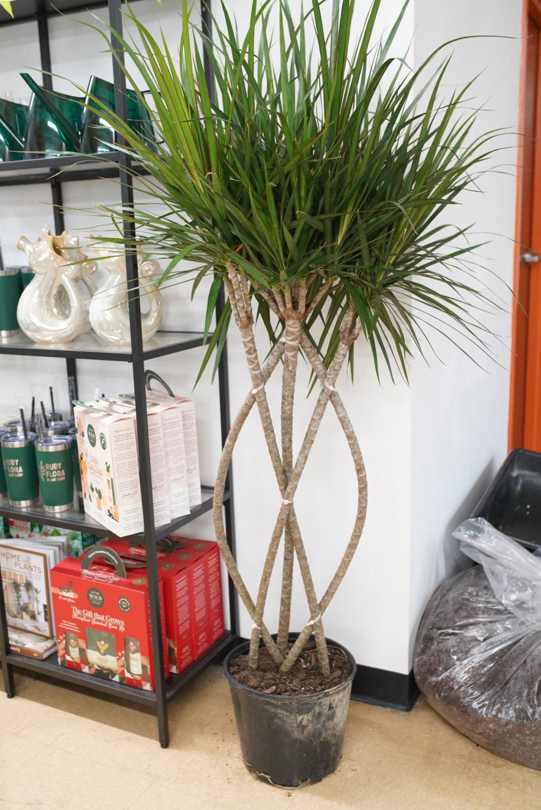 Dracaena Marginata 'flat Weave' - View 9 from www redcrocus com