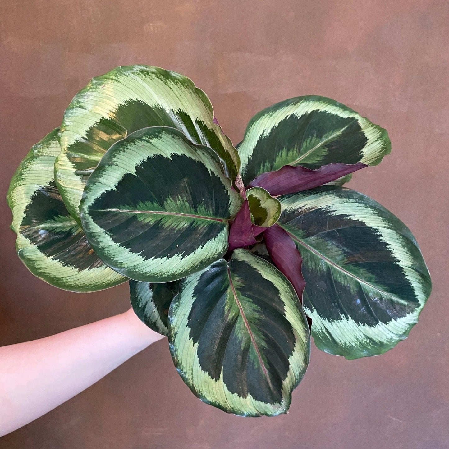 Calathea Marion - View 5 from www redcrocus com