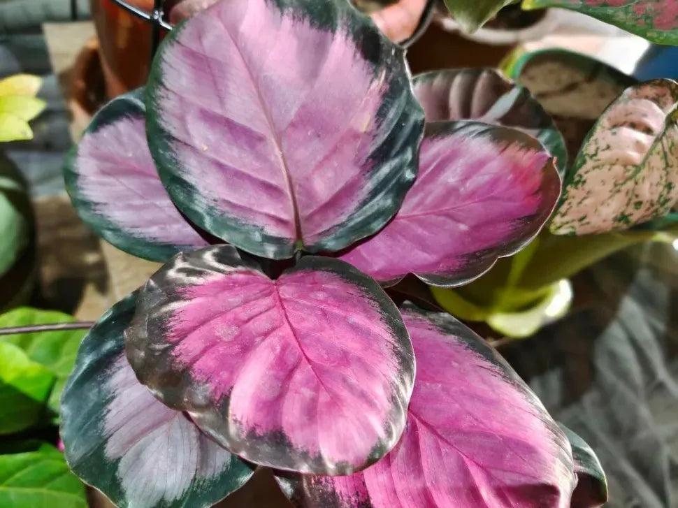 Calathea 'purple Rose' - View 10 from www redcrocus com