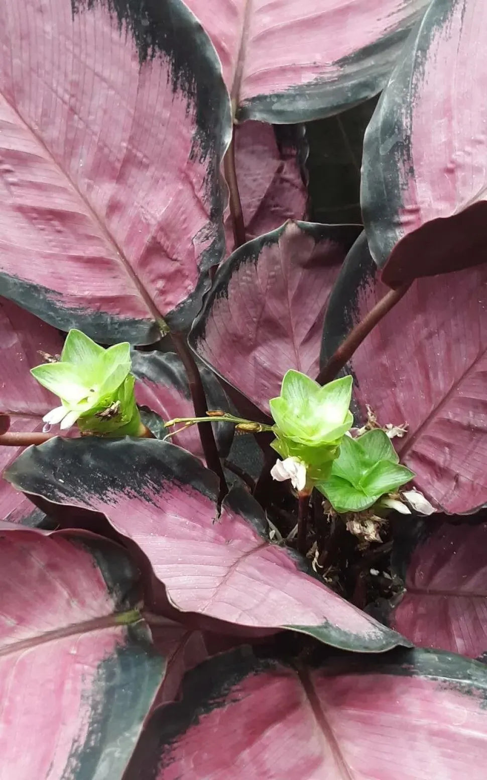 Calathea 'purple Rose' - View 13 from www redcrocus com