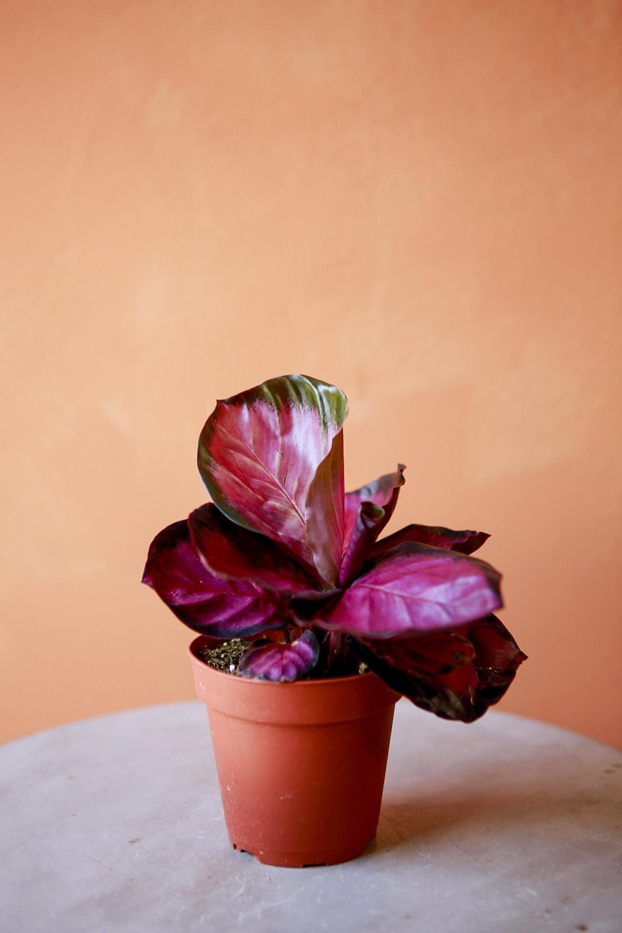 Calathea 'purple Rose' - View 14 from www redcrocus com