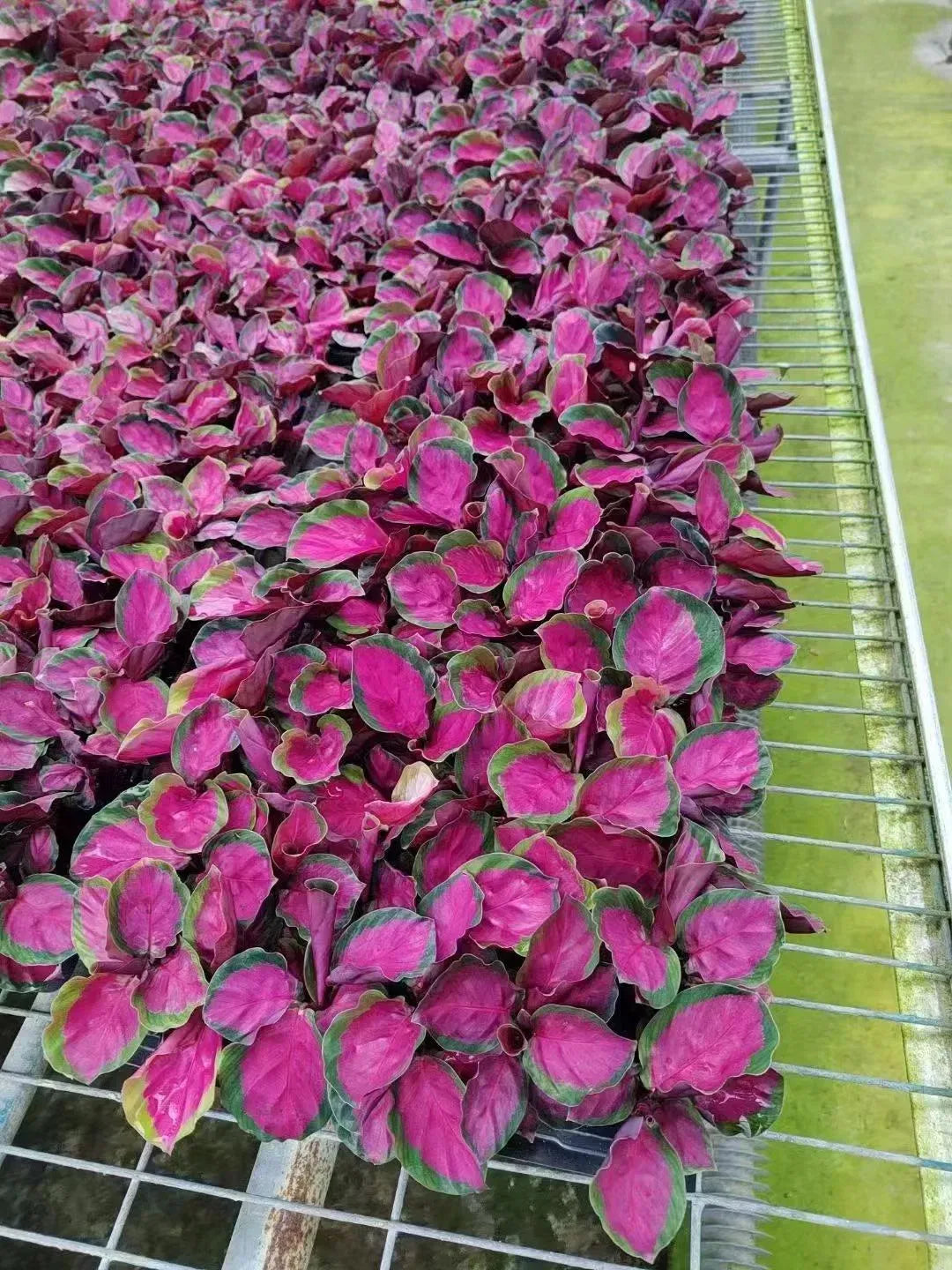 Calathea 'purple Rose' - View 15 from www redcrocus com