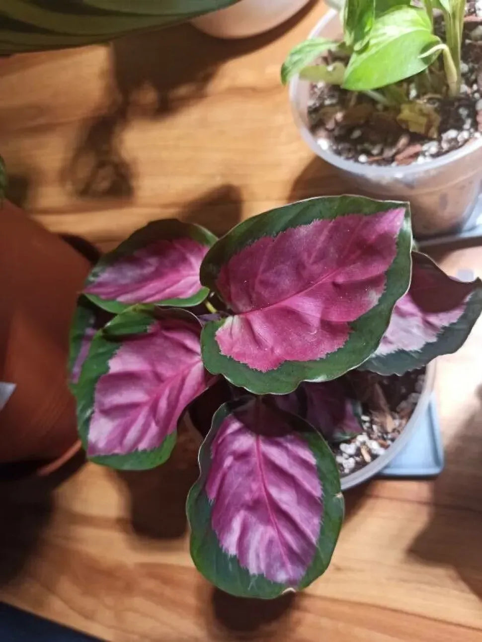 Calathea 'purple Rose' - View 17 from www redcrocus com