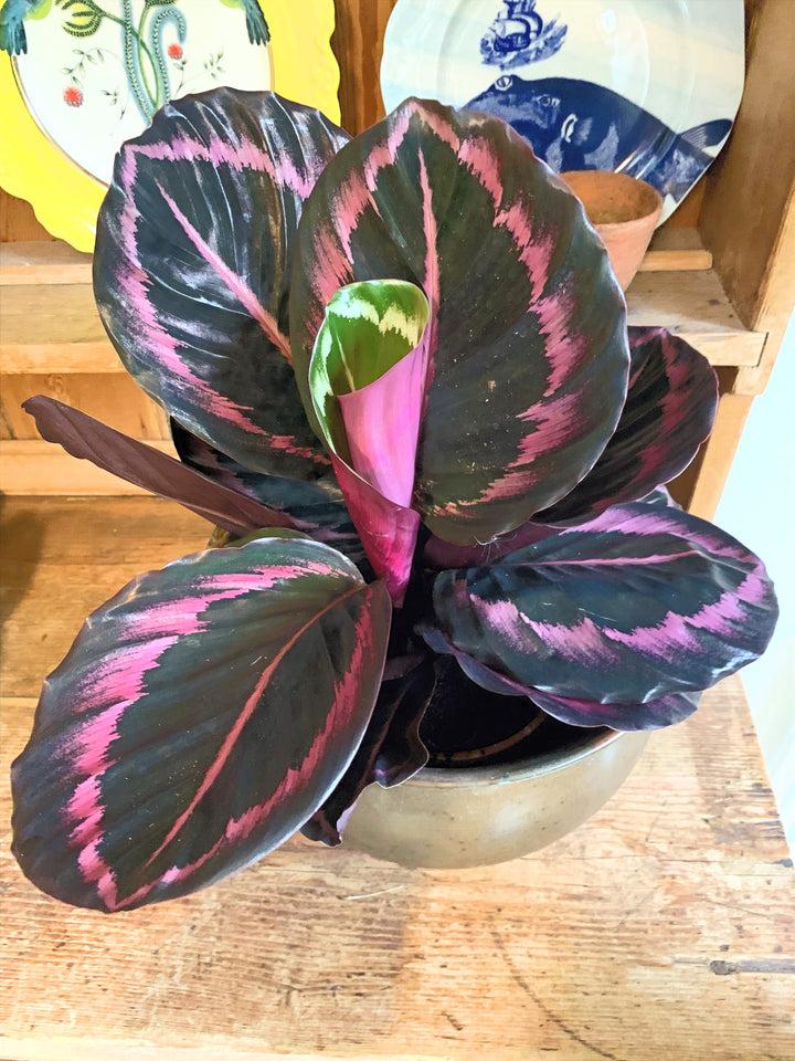 Calathea 'purple Rose' - View 19 from www redcrocus com