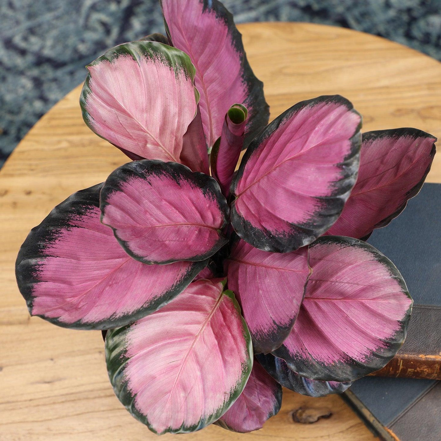 Calathea 'purple Rose' - View 20 from www redcrocus com