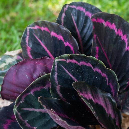 Calathea 'purple Rose' - View 21 from www redcrocus com