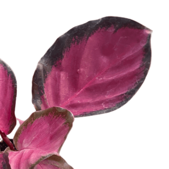 Calathea 'purple Rose' - View 22 from www redcrocus com
