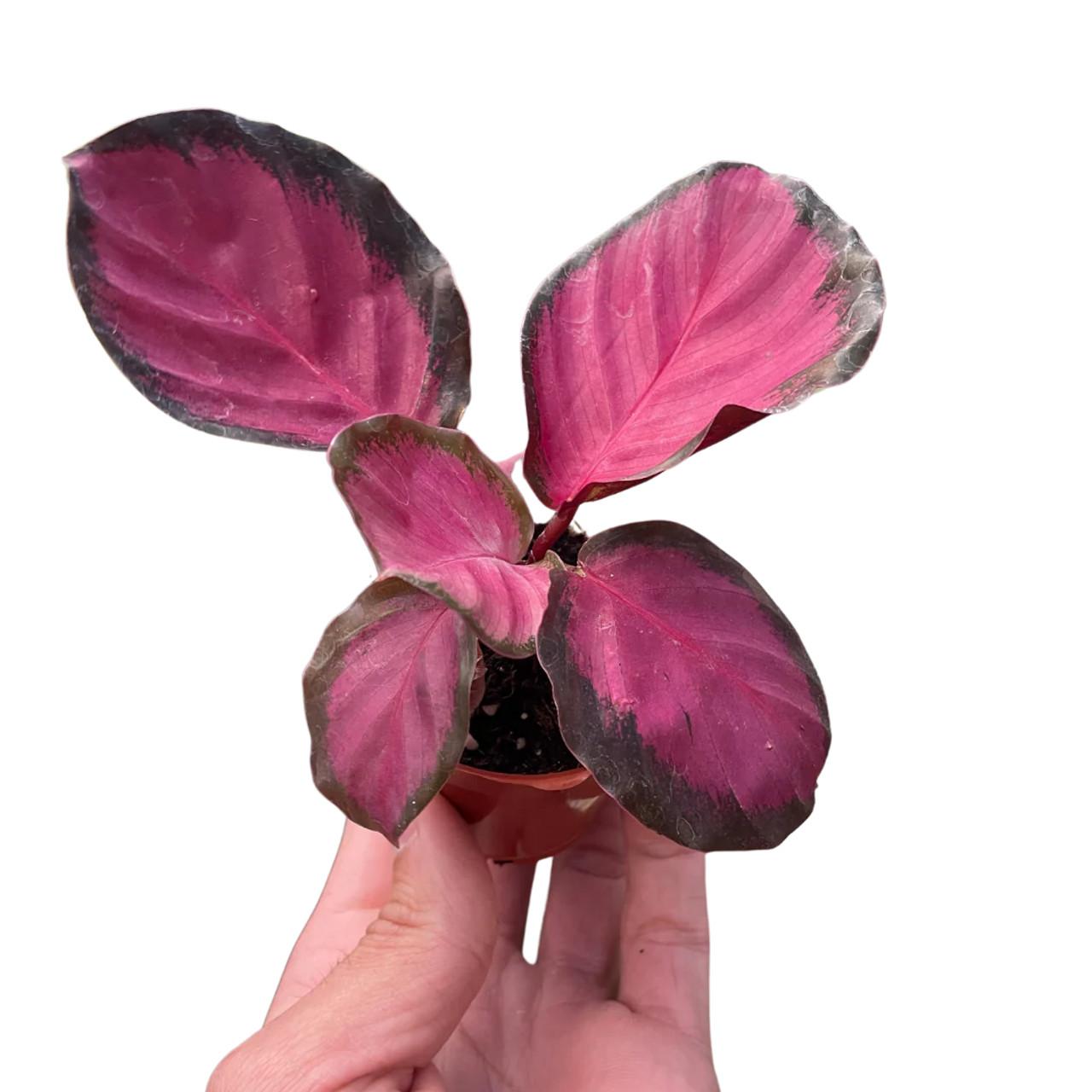 Calathea 'purple Rose' - View 24 from www redcrocus com