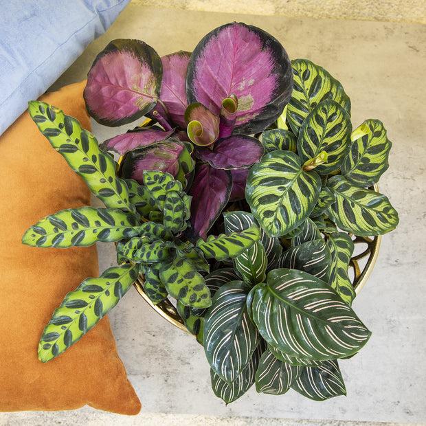 Calathea 'purple Rose' - View 26 from www redcrocus com