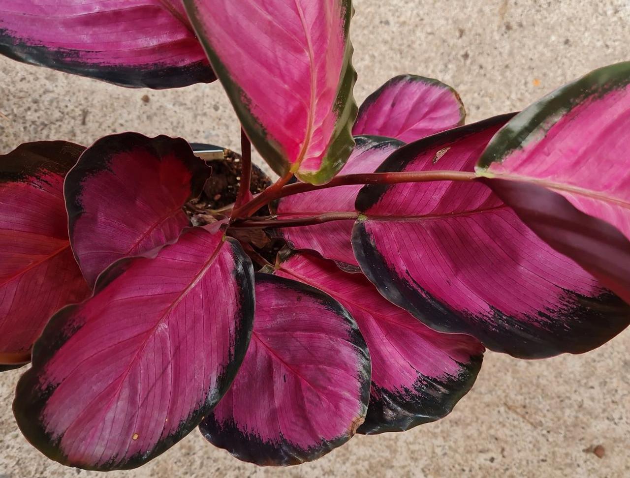 Calathea 'purple Rose' - View 27 from www redcrocus com