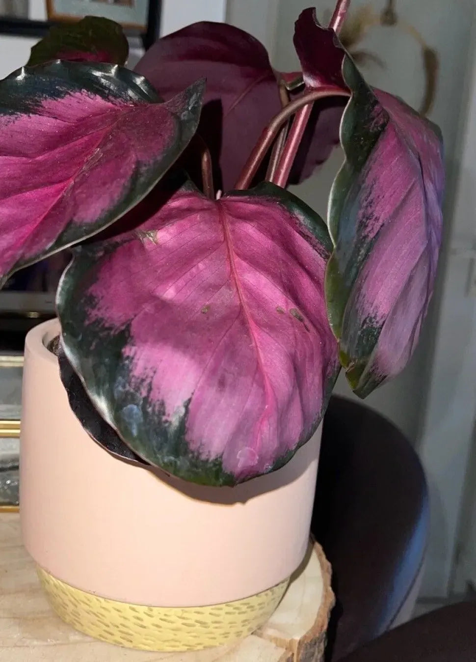 Calathea 'purple Rose' - View 28 from www redcrocus com