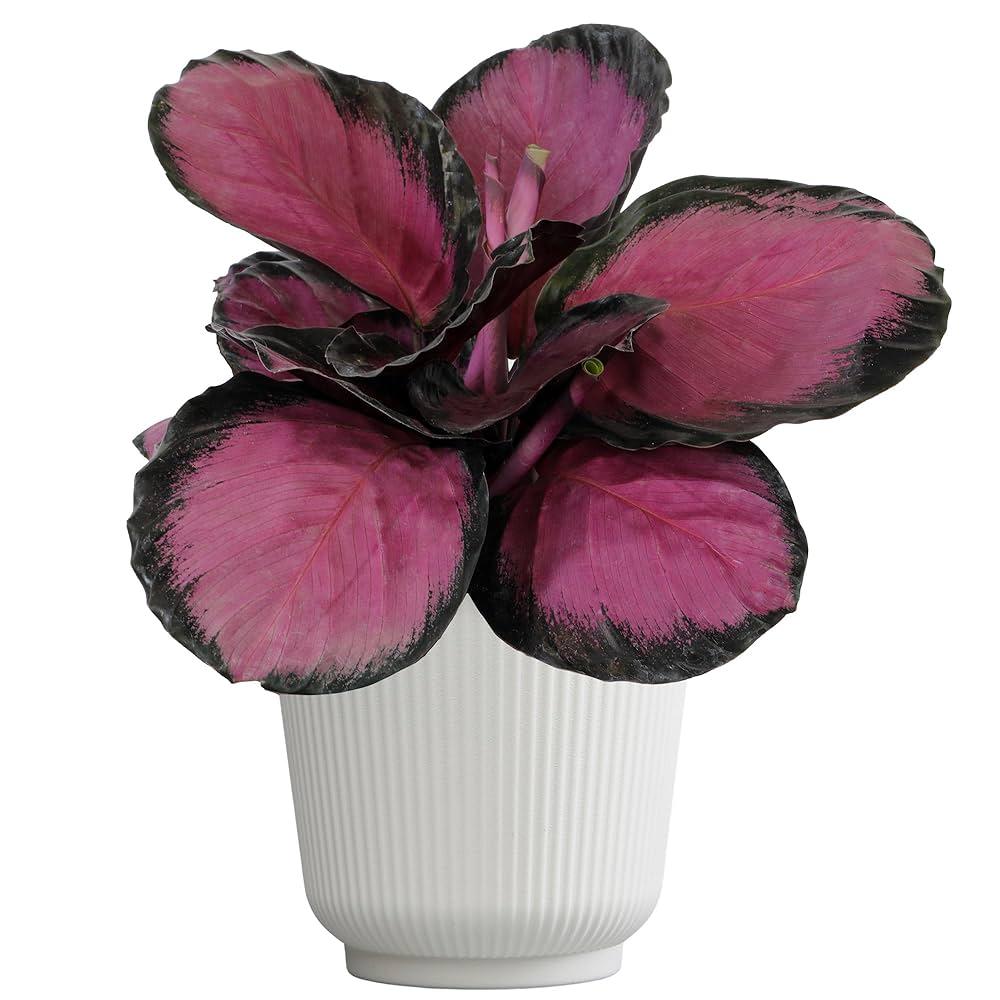 Calathea 'purple Rose' - View 34 from www redcrocus com