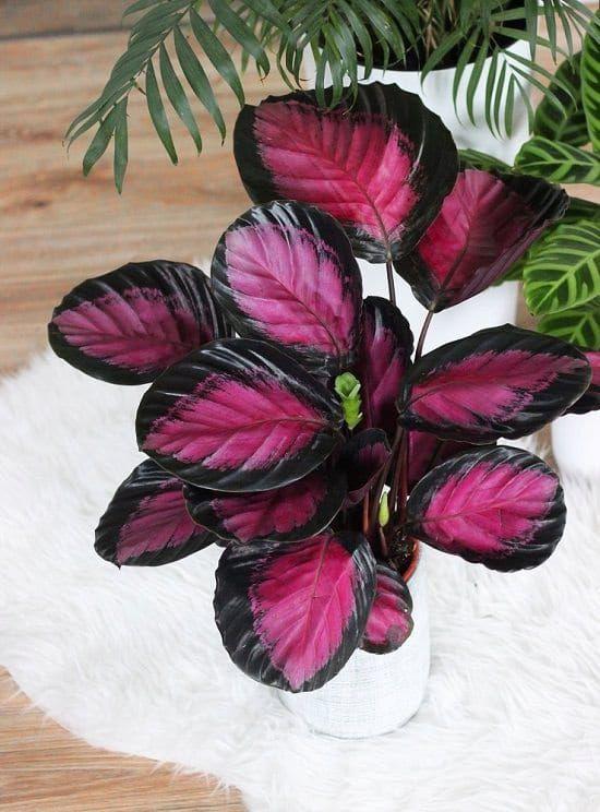 Calathea 'purple Rose' - View 35 from www redcrocus com