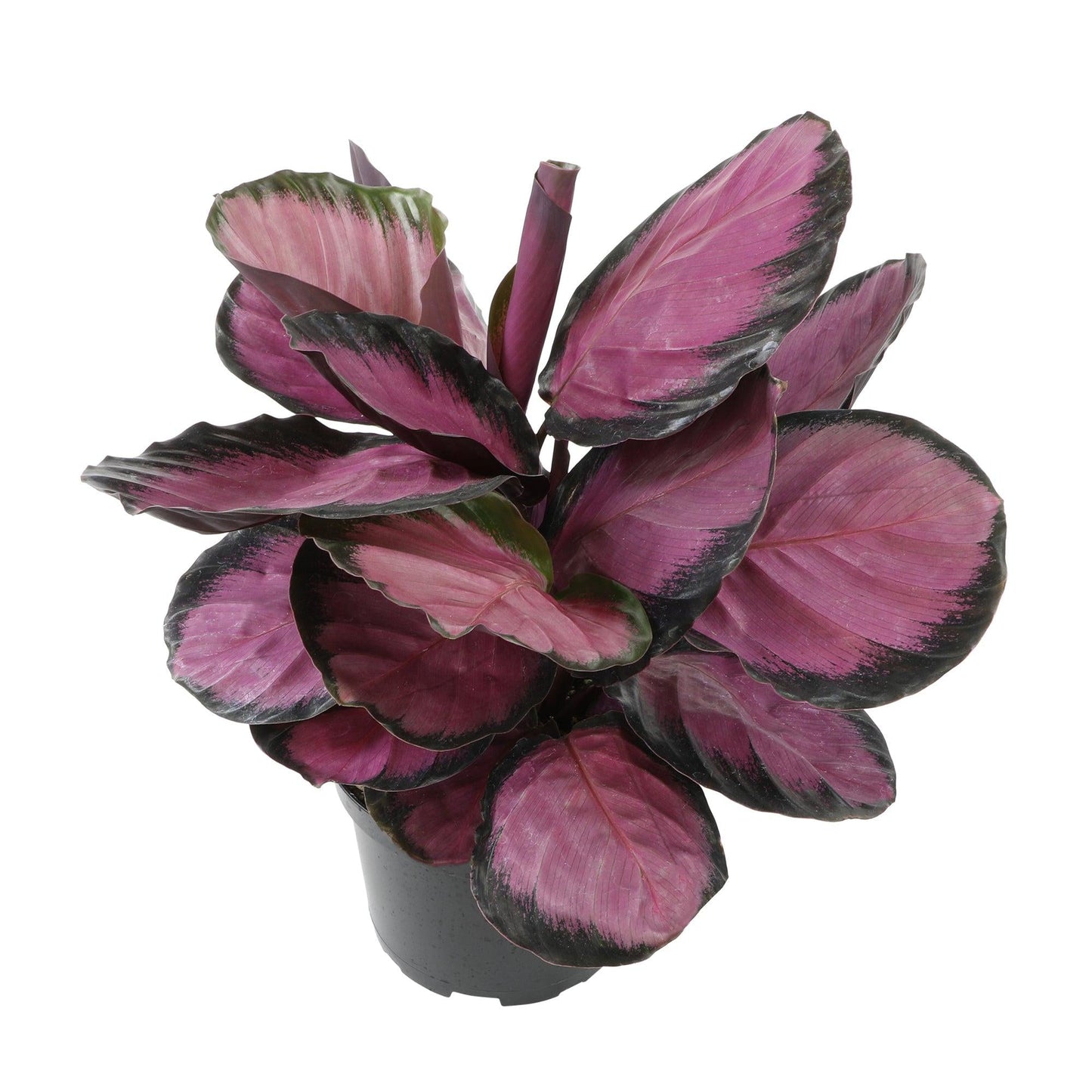 Calathea 'purple Rose' - View 36 from www redcrocus com