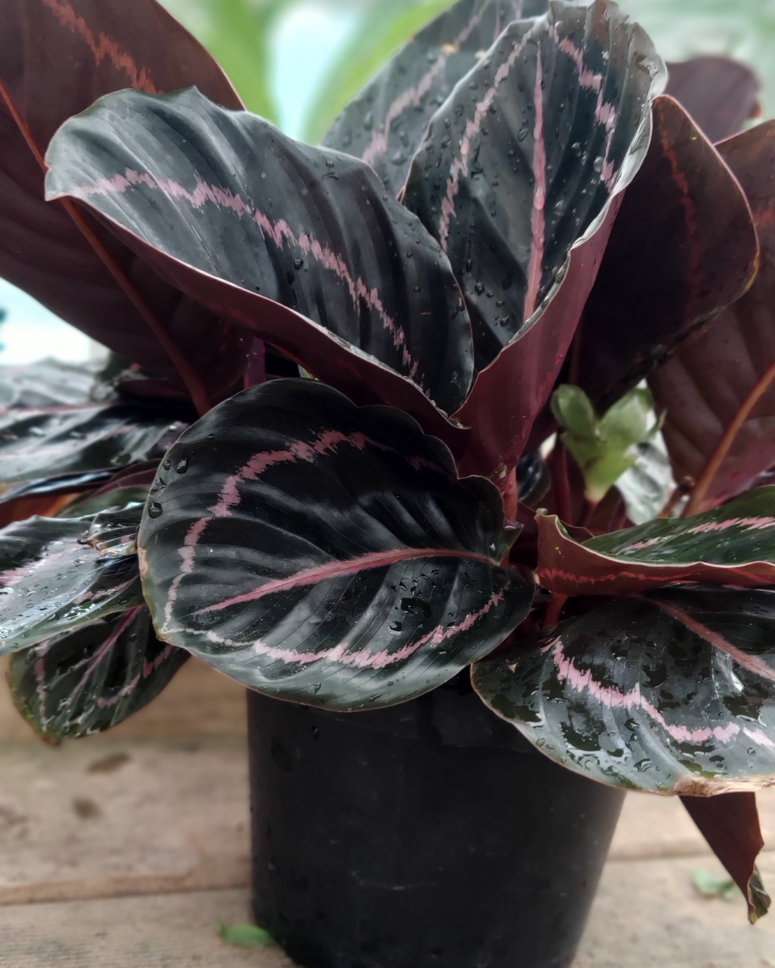 Calathea 'purple Rose' - View 4 from www redcrocus com