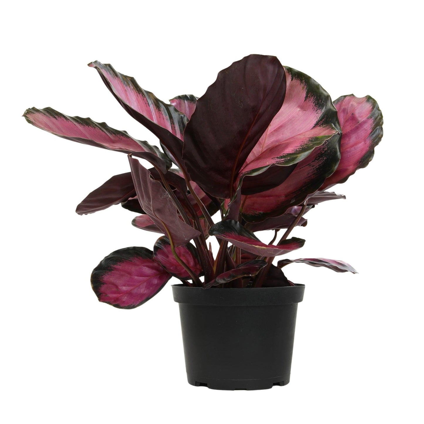 Calathea 'purple Rose' - View 5 from www redcrocus com