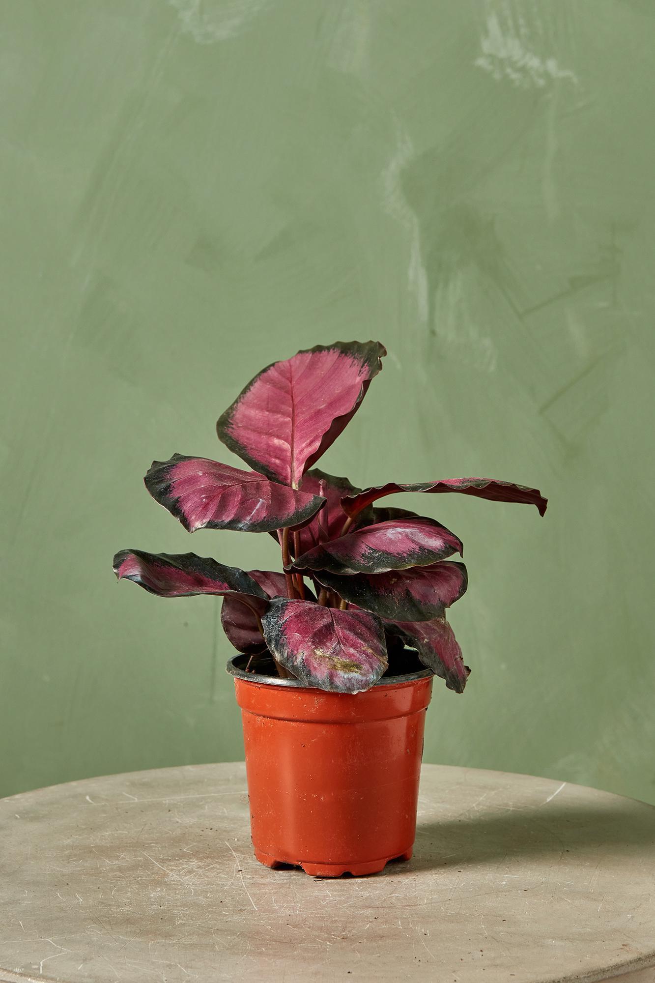 Calathea 'purple Rose' - View 6 from www redcrocus com