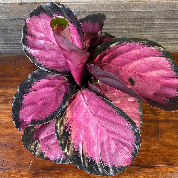 Calathea 'purple Rose' - View 7 from www redcrocus com