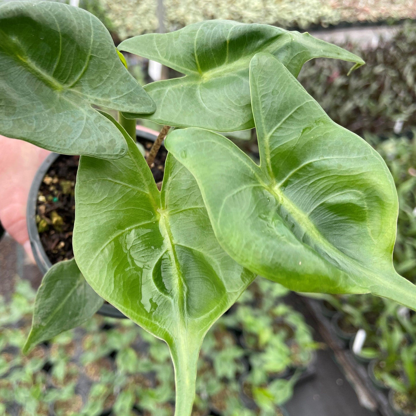 Alocasia Stingray - View 13 from www redcrocus com
