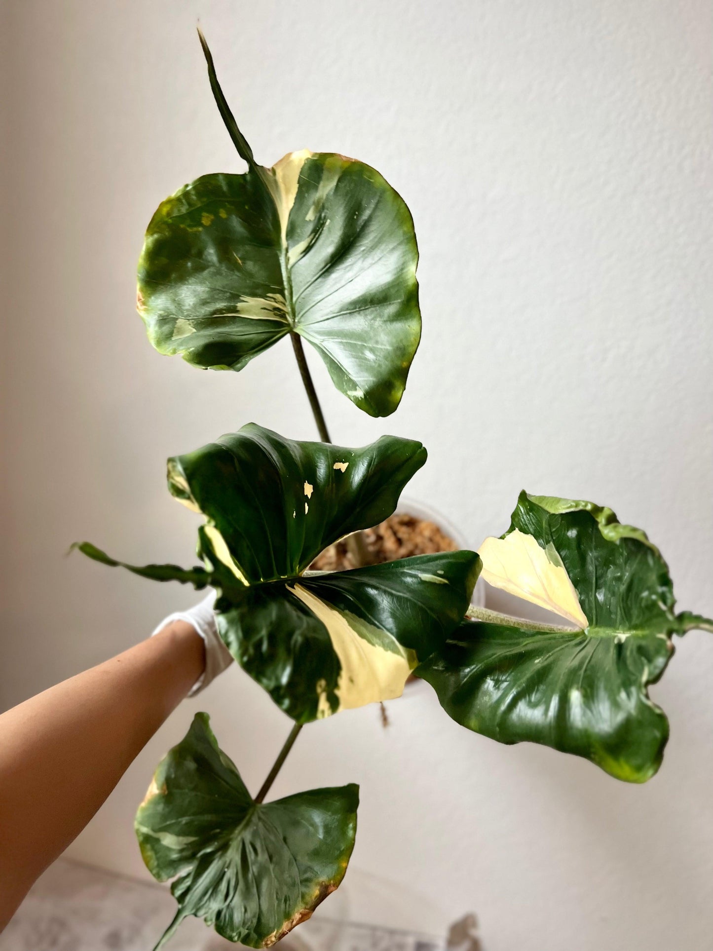 Alocasia Stingray - View 14 from www redcrocus com