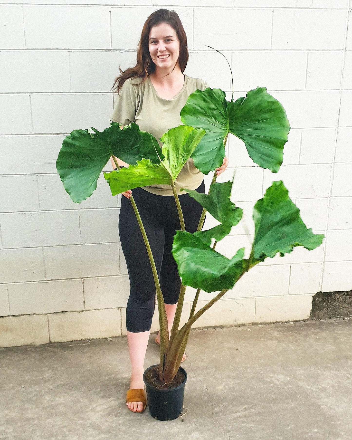 Alocasia Stingray - View 17 from www redcrocus com