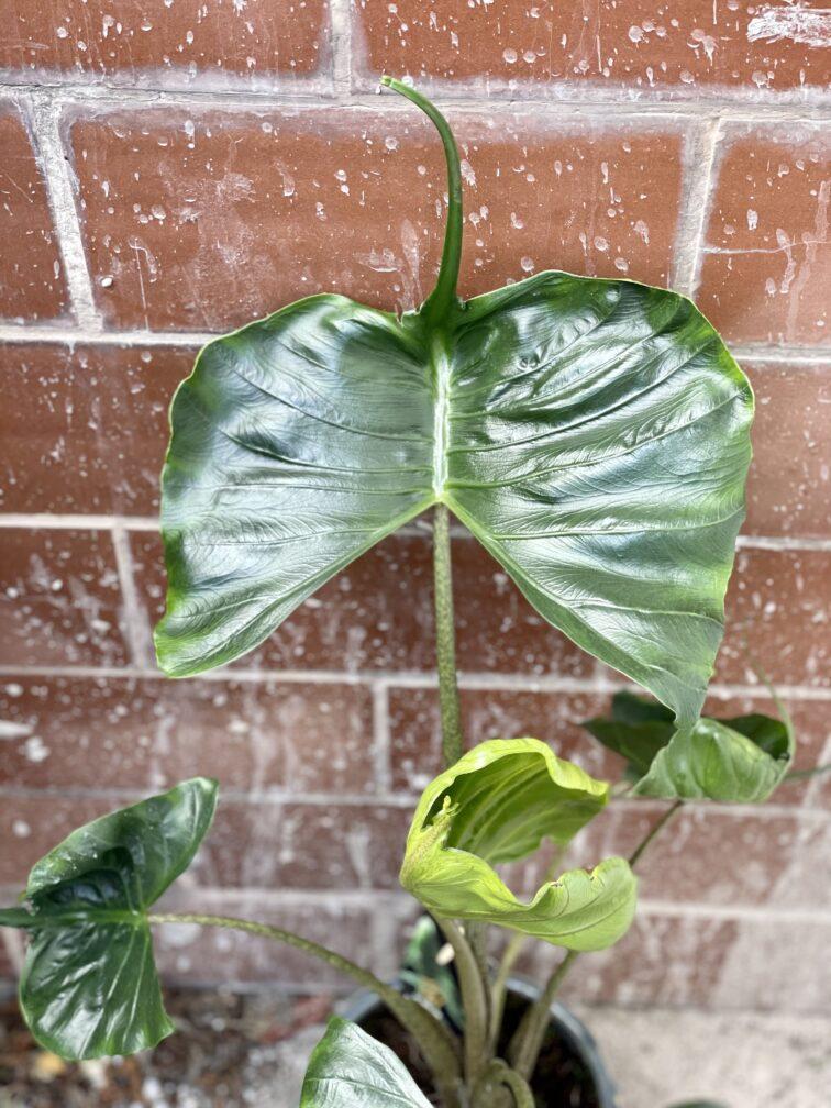 Alocasia Stingray - View 19 from www redcrocus com