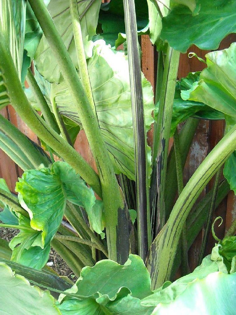 Alocasia Stingray - View 20 from www redcrocus com