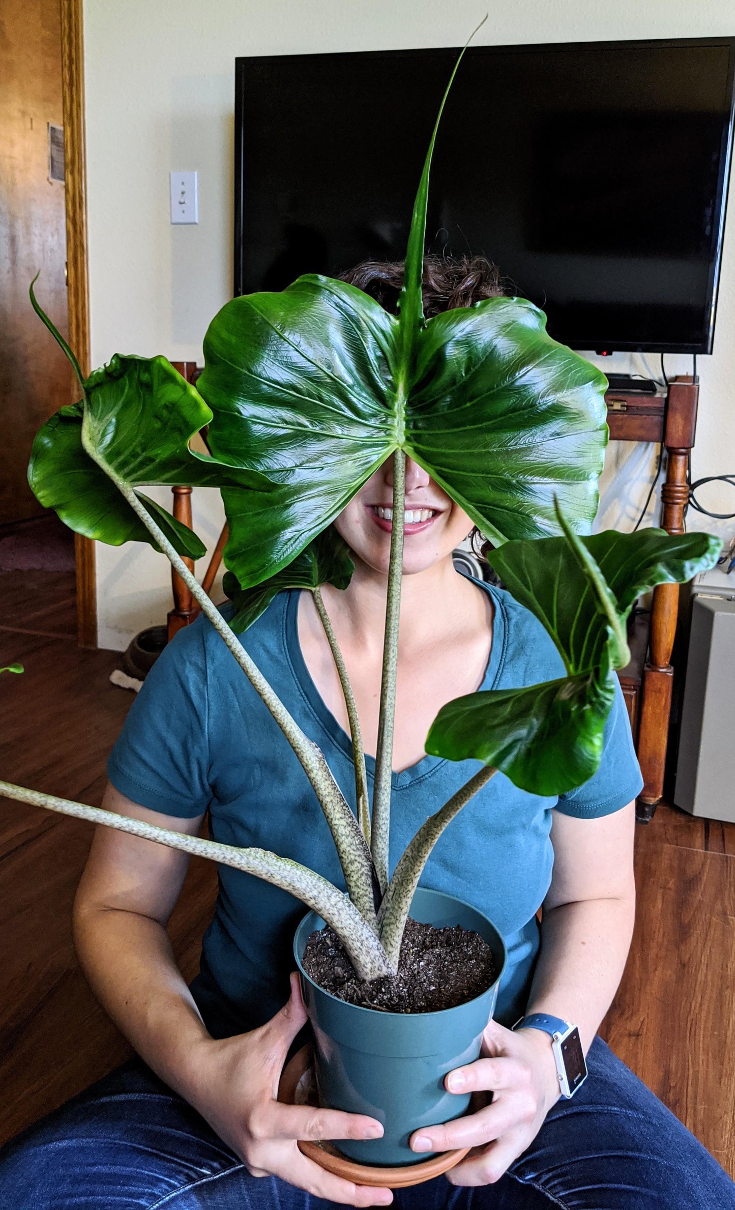 Alocasia Stingray - View 2 from www redcrocus com