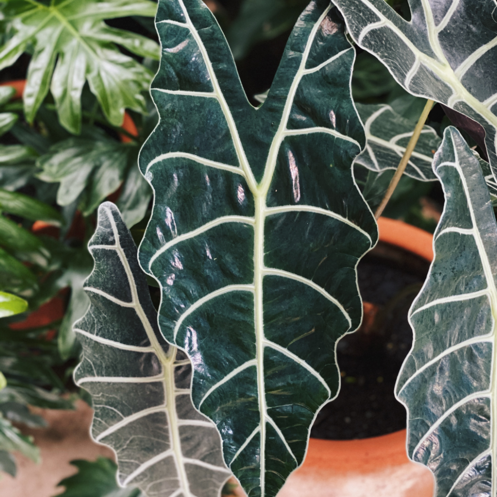 Alocasia Stingray - View 8 from www redcrocus com