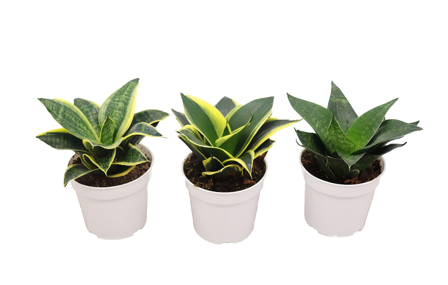 Sansevieria, Assorted - View 10 from www redcrocus com