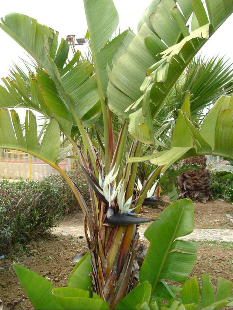 Strelitzia Nicolai - View 10 from www redcrocus com