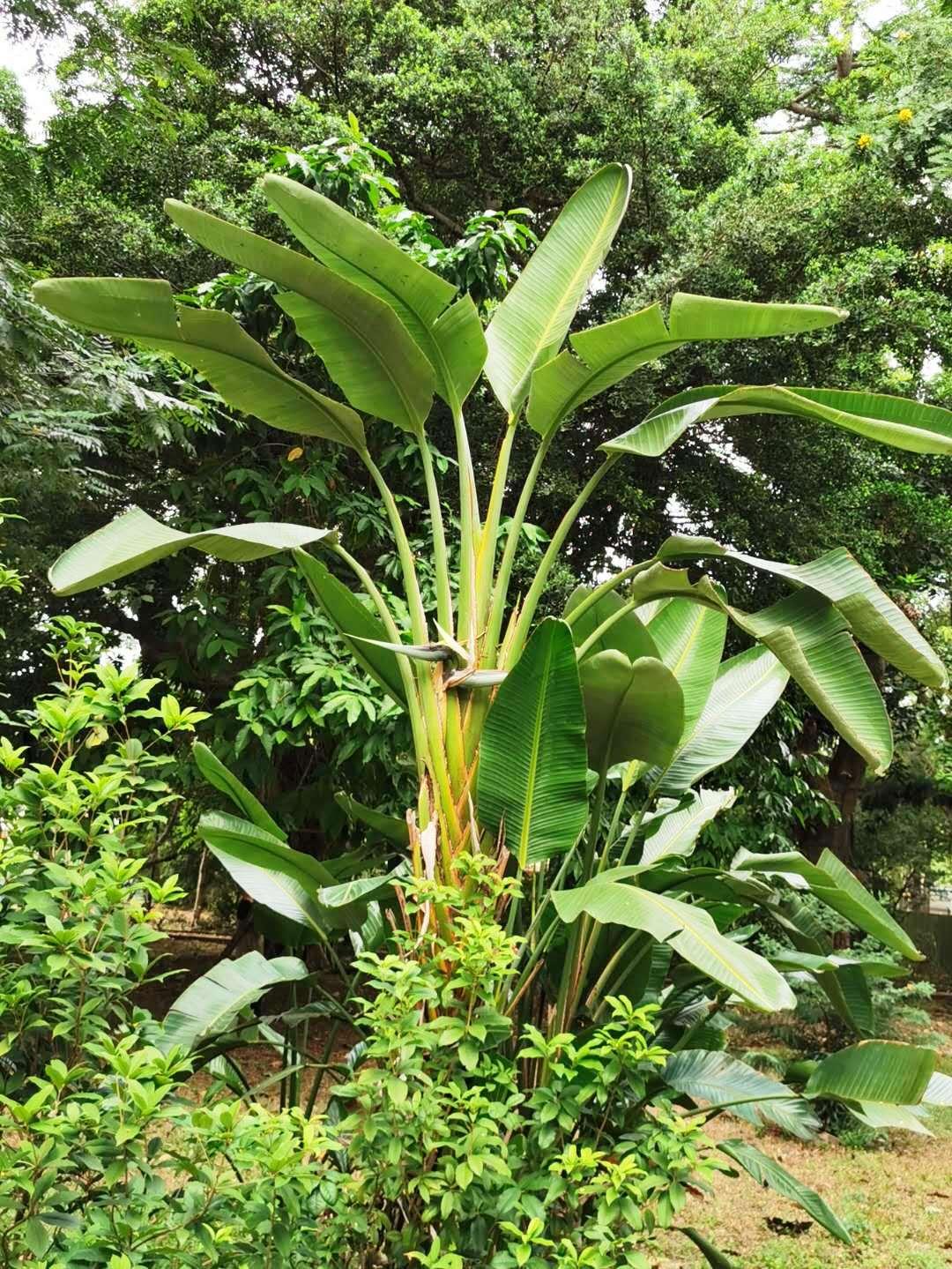 Strelitzia Nicolai - View 15 from www redcrocus com