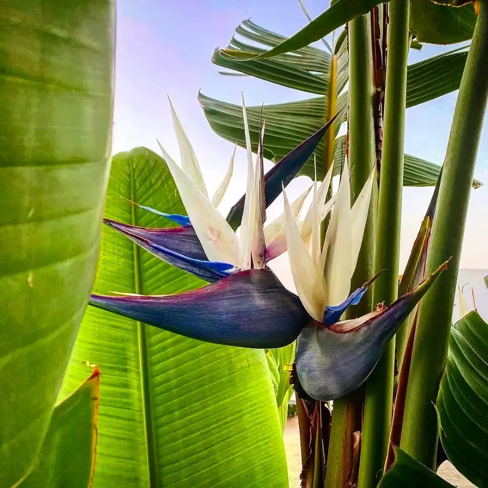 Strelitzia Nicolai - View 15 from www redcrocus com