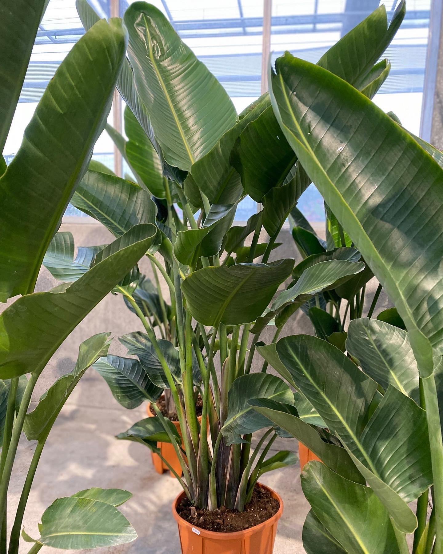Strelitzia Nicolai - View 17 from www redcrocus com