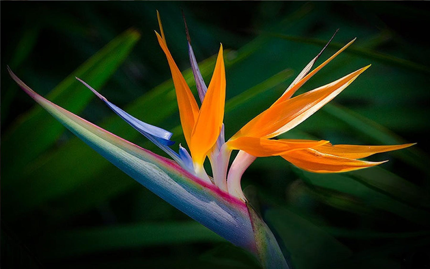 Strelitzia Nicolai - View 3 from www redcrocus com