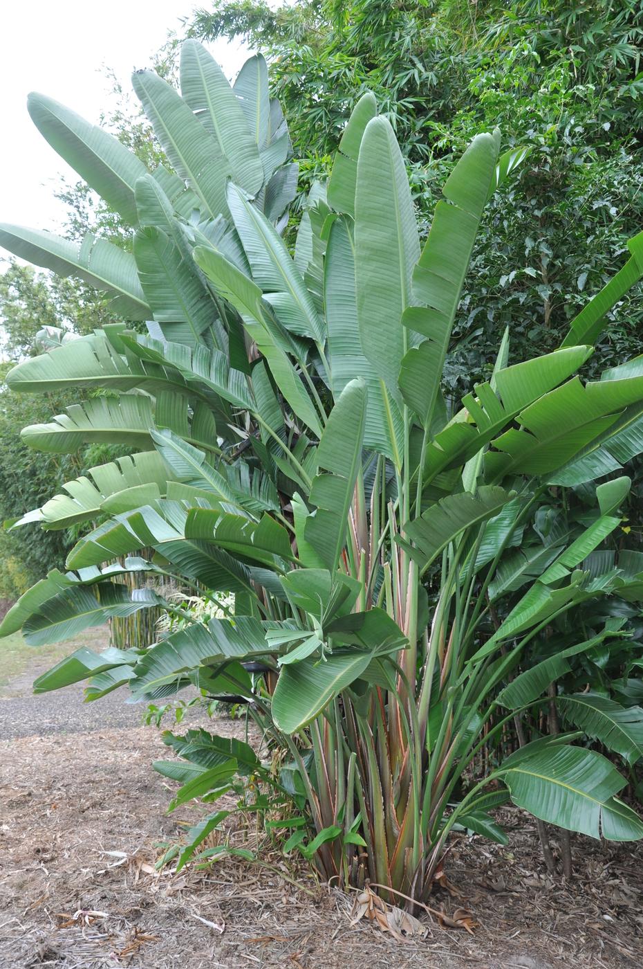 Strelitzia Nicolai - View 5 from www redcrocus com