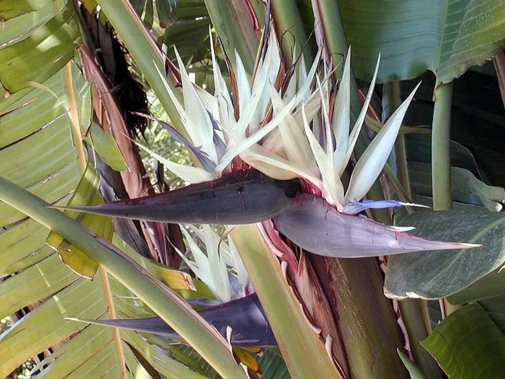Strelitzia Nicolai - View 6 from www redcrocus com