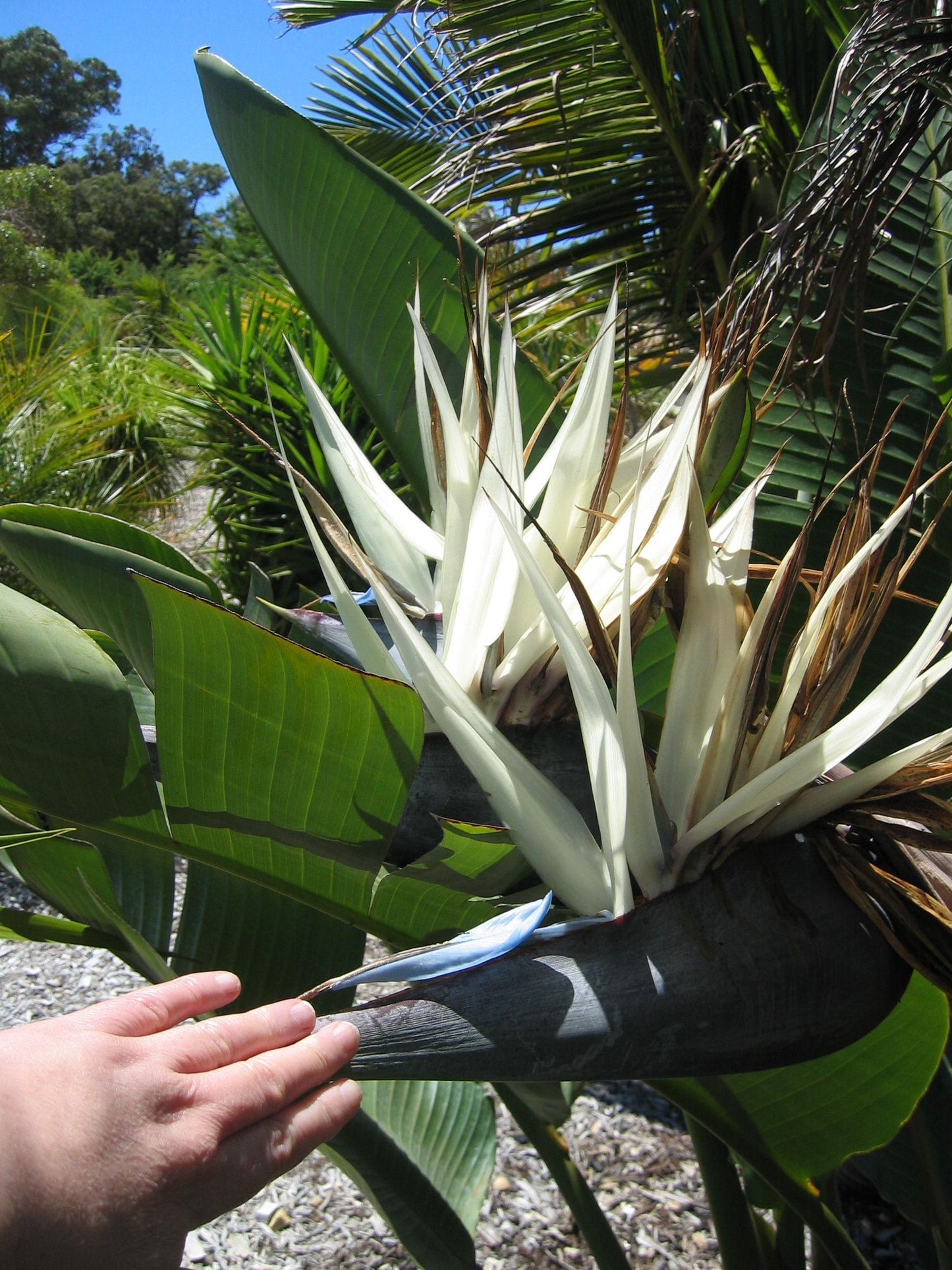 Strelitzia Nicolai - View 7 from www redcrocus com