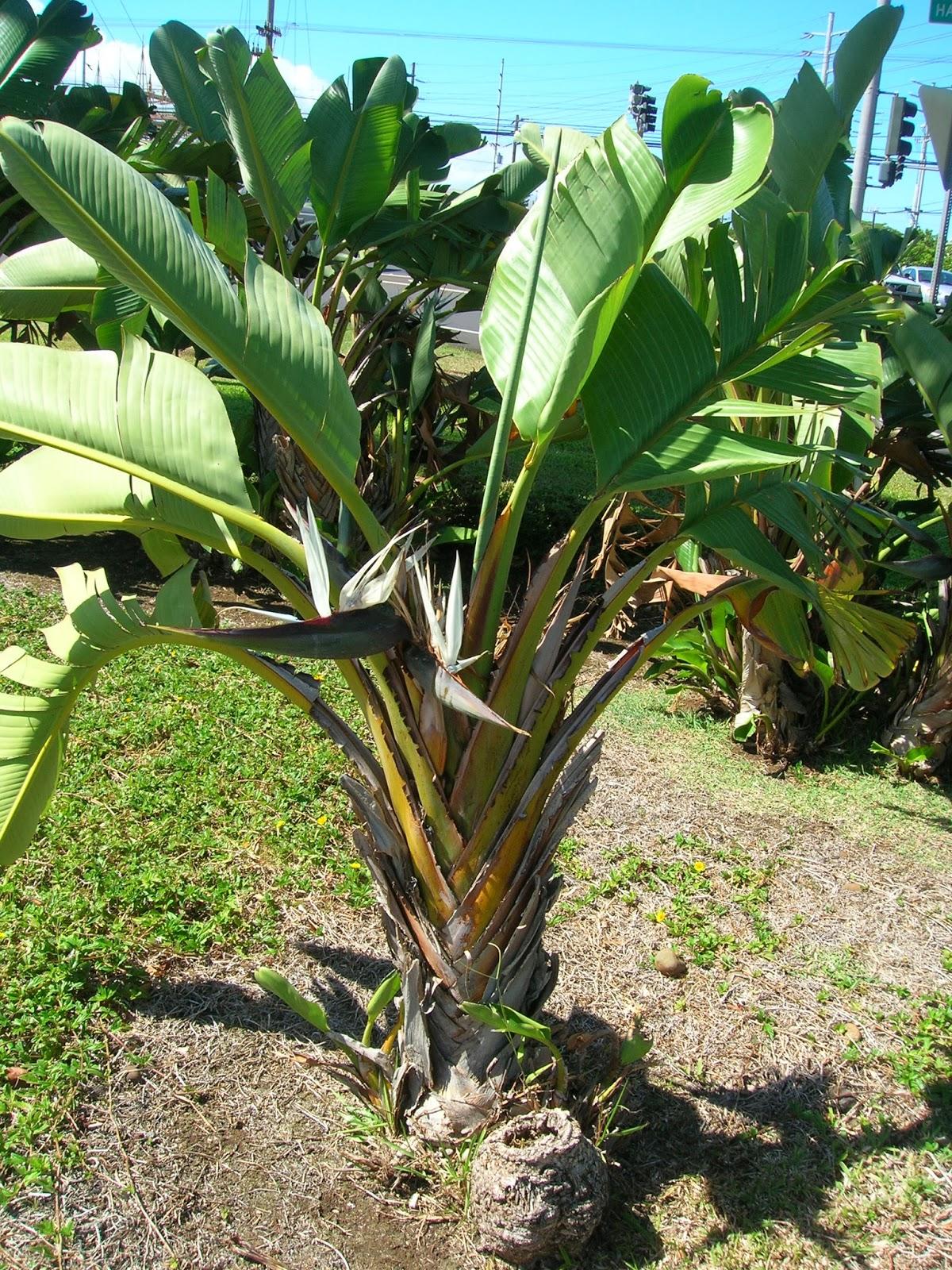 Strelitzia Nicolai - View 9 from www redcrocus com