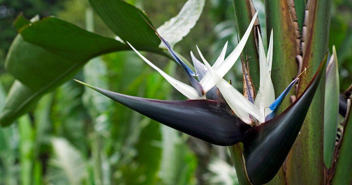 Strelitzia Nicolai - View 8 from www redcrocus com