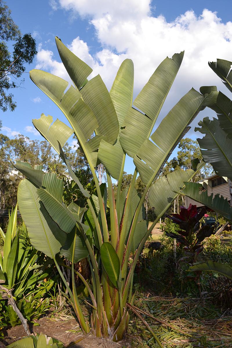 Strelitzia Nicolai - View 12 from www redcrocus com