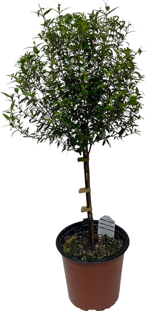 Olea Europaea, Patio Tree, Assorted - View 16 from www redcrocus com