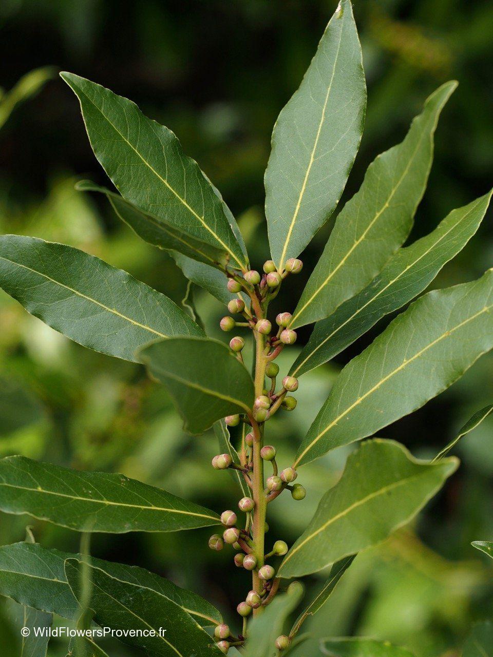 Laurus Nobilis - View 11 from www redcrocus com
