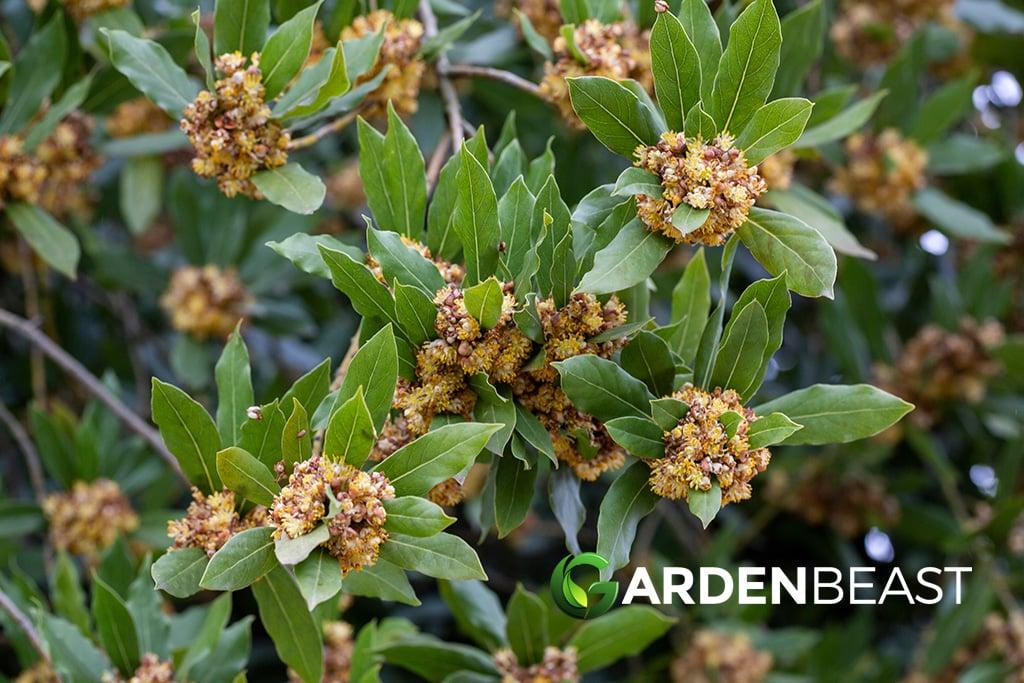 Laurus Nobilis - View 12 from www redcrocus com