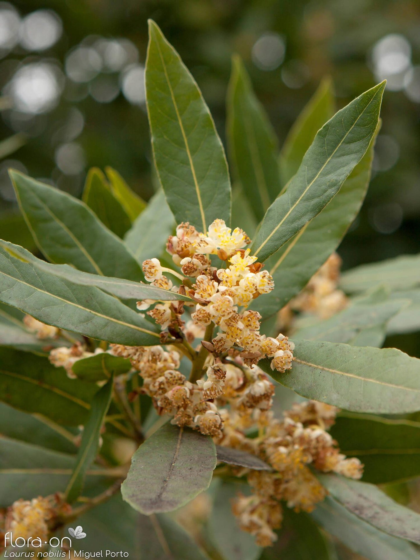 Laurus Nobilis - View 13 from www redcrocus com
