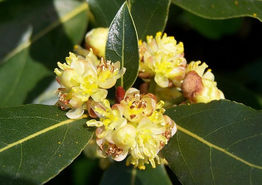 Laurus Nobilis - View 14 from www redcrocus com
